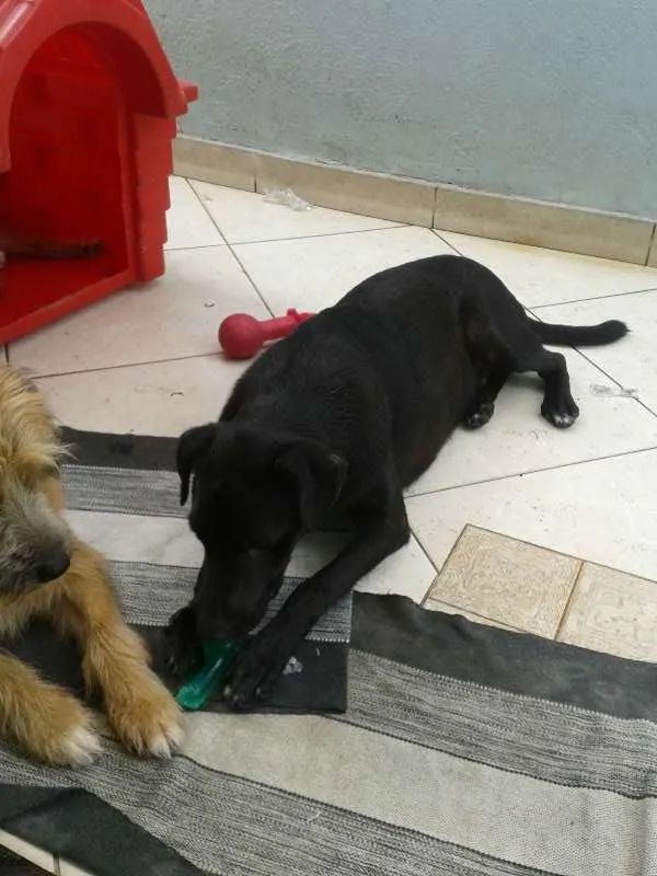 Cachorro ra a vira lata idade 7 a 11 meses nome kiwi