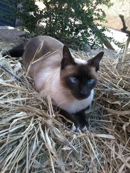 Gato ra a Siamês idade 3 anos nome Marrie