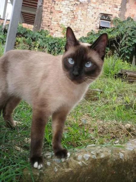 Gato ra a Siamês idade 3 anos nome Marrie