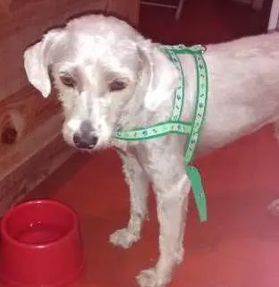 Cachorro ra a poodle idade 1 ano nome Nina