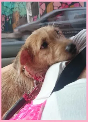 Cachorro raça SRD idade 2 anos nome Frida
