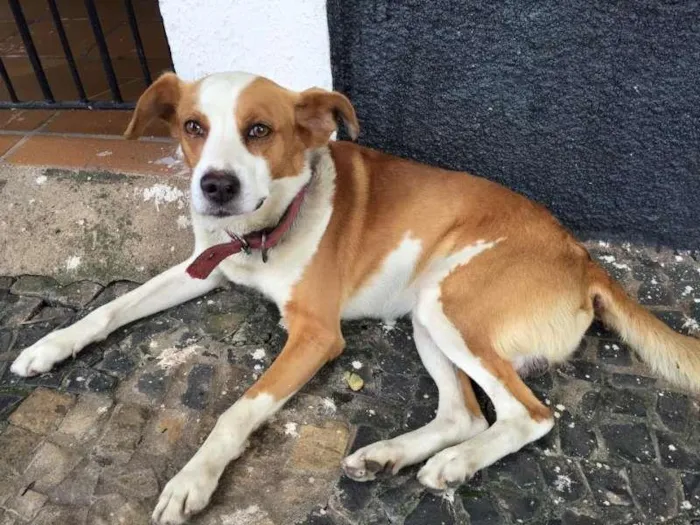 Cachorro ra a idade 2 anos nome Max