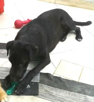 Cachorro raça vira lata idade 7 a 11 meses nome kiwi