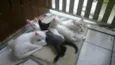 5 Gatos Filhotes