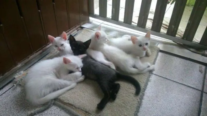 Gato ra a SRD idade 2 a 6 meses nome 5 Gatos Filhotes