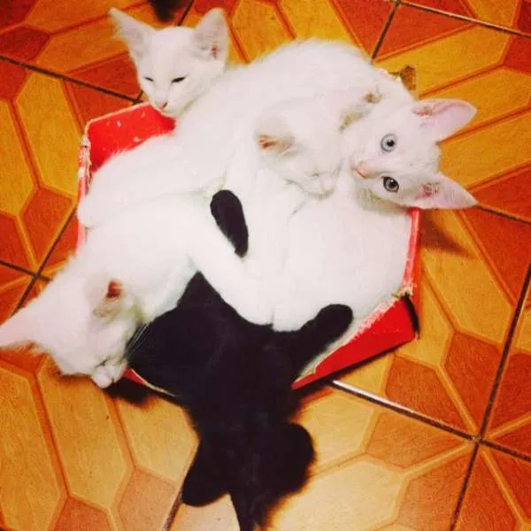 Gato ra a SRD idade 2 a 6 meses nome 5 Gatos Filhotes