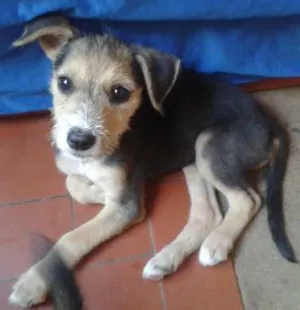 Cachorro raça vira lata idade 2 a 6 meses nome Jhony