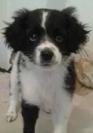 Cachorro ra a não definido idade 2 a 6 meses nome Sheik