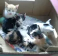 gatinhos
