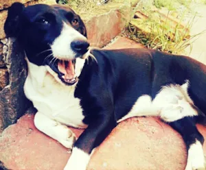 Cachorro raça SRD idade 3 anos nome Max