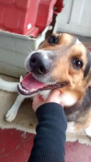 Cachorro raça vira lata idade 6 ou mais anos nome Snoop