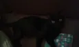 Dulce