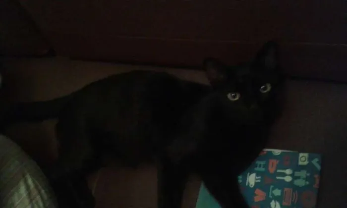 Gato ra a SRD idade 2 anos nome Dulce