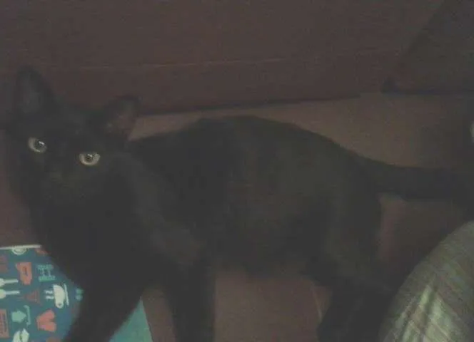 Gato ra a SRD idade 2 anos nome Dulce