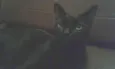 Dulce