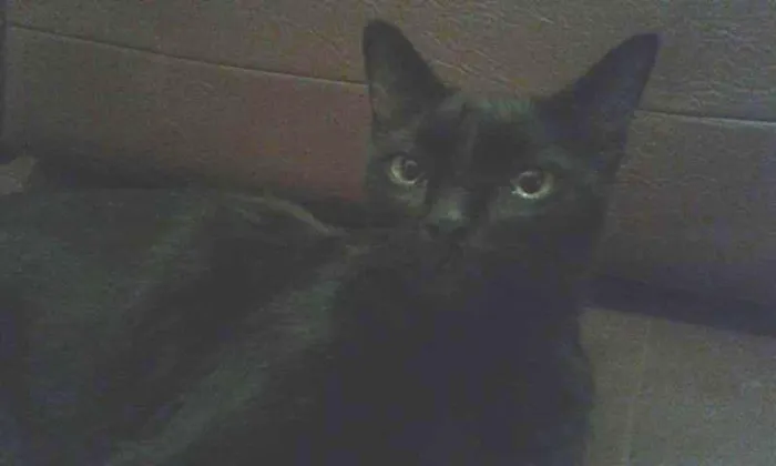 Gato ra a SRD idade 2 anos nome Dulce