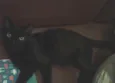Dulce
