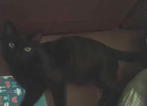 Gato raça SRD idade 2 anos nome Dulce