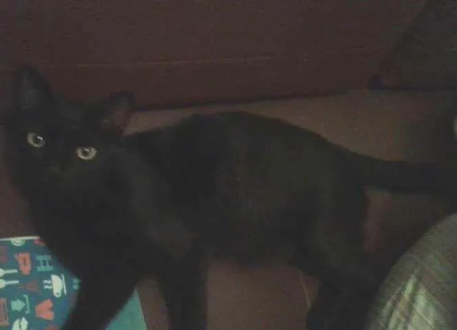 Gato ra a SRD idade 2 anos nome Dulce