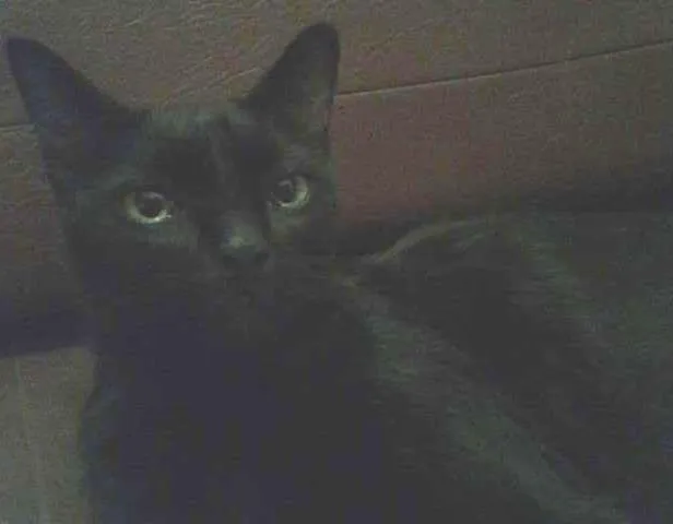 Gato ra a SRD idade 2 anos nome Dulce