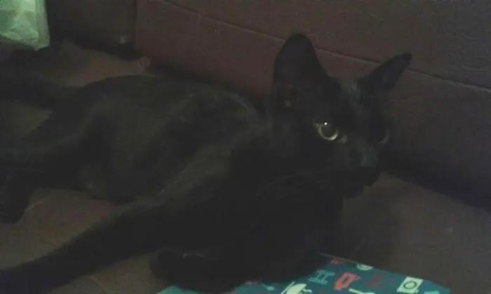 Gato ra a SRD idade 2 anos nome Dulce
