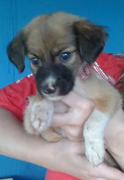 Cachorro ra a SRD idade Abaixo de 2 meses nome filhotes 