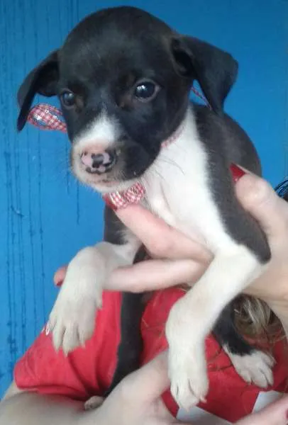 Cachorro ra a SRD idade Abaixo de 2 meses nome filhotes 