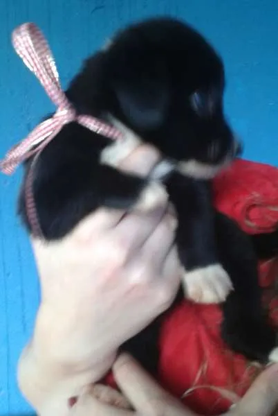Cachorro ra a SRD idade Abaixo de 2 meses nome filhotes 
