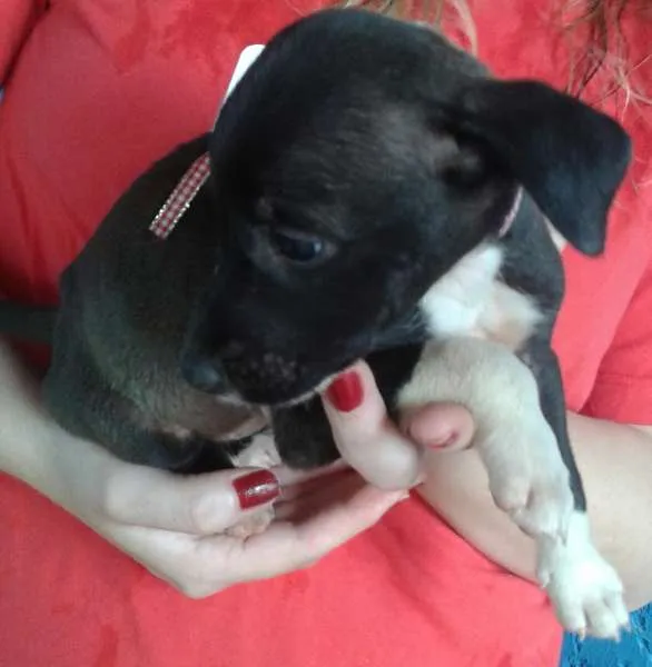 Cachorro ra a SRD idade Abaixo de 2 meses nome filhotes 