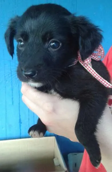 Cachorro ra a SRD idade Abaixo de 2 meses nome filhotes 