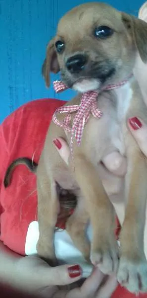 Cachorro ra a SRD idade Abaixo de 2 meses nome filhotes 