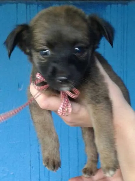 Cachorro ra a SRD idade Abaixo de 2 meses nome filhotes 