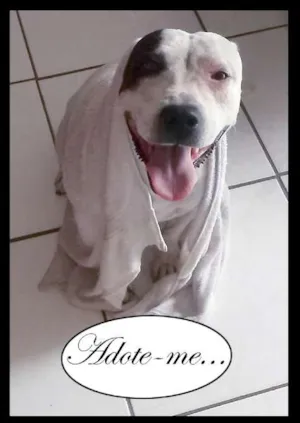 Cachorro raça Pit-Bull idade 4 anos nome Pandora