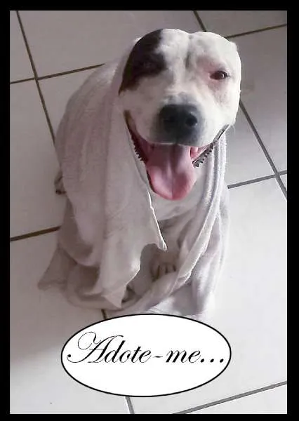 Cachorro ra a Pit-Bull idade 4 anos nome Pandora