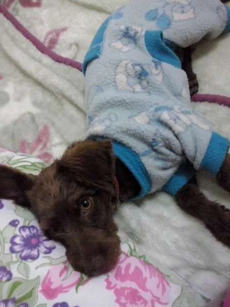Cachorro ra a nao definida idade 2 a 6 meses nome Lucky