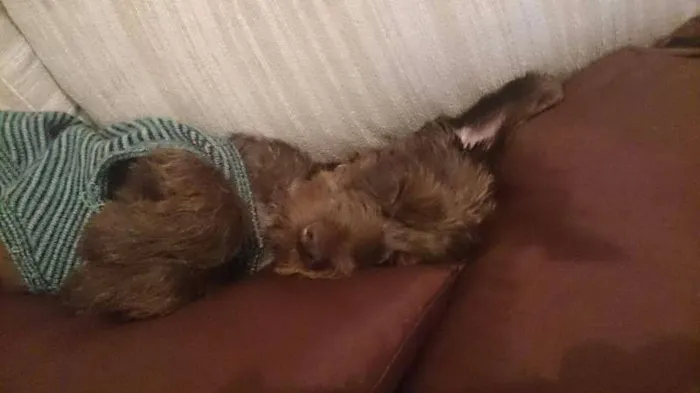 Cachorro ra a nao definida idade 2 a 6 meses nome Lucky