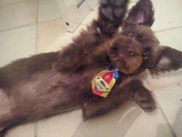 Cachorro ra a nao definida idade 2 a 6 meses nome Lucky
