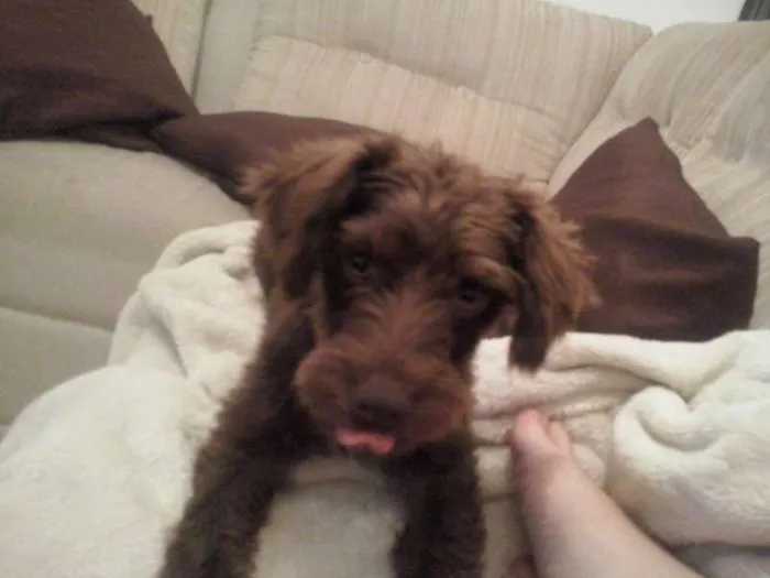 Cachorro ra a nao definida idade 2 a 6 meses nome Lucky