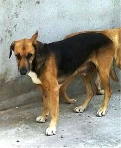 Cachorro ra a vira lata idade 2 anos nome Neguinho