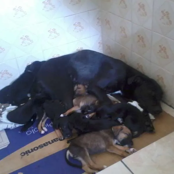 Cachorro ra a Sem raça definida idade Abaixo de 2 meses nome Sem nome