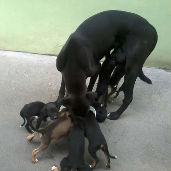 Cachorro ra a Sem raça definida idade Abaixo de 2 meses nome Sem nome