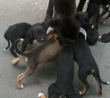 Cachorro ra a Sem raça definida idade Abaixo de 2 meses nome Sem nome