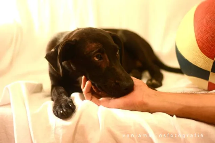 Cachorro ra a vira-lata idade 2 a 6 meses nome Pretinho