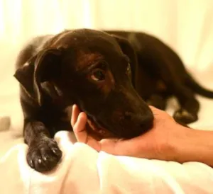 Cachorro raça vira-lata idade 2 a 6 meses nome Pretinho