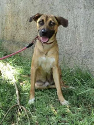 Cachorro raça SRD idade 4 anos nome Eliott