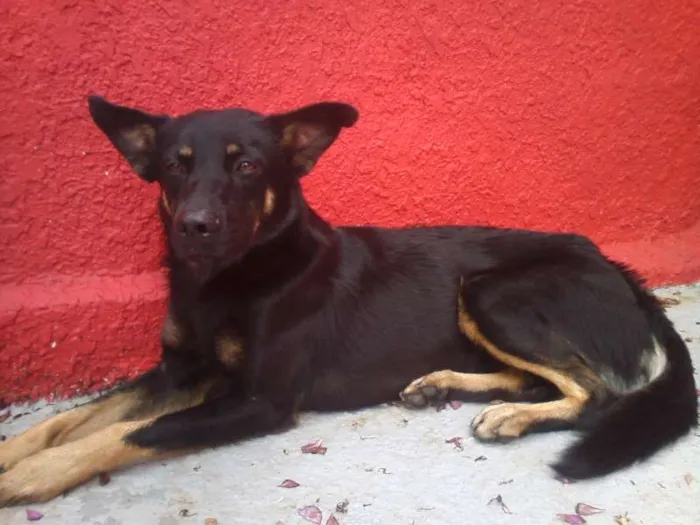 Cachorro ra a viralata idade 1 ano nome Menino