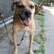 Cachorro raça SRD idade 6 ou mais anos nome Fandango