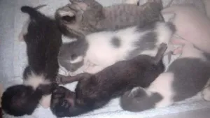 Gato raça nao definida idade Abaixo de 2 meses nome sem nome