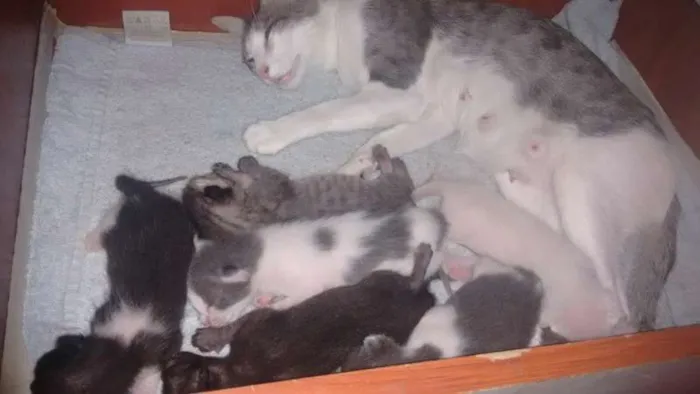 Gato raça nao definida idade Abaixo de 2 meses nome sem nome