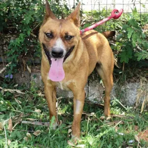 Cachorro raça SRD idade 4 anos nome Flecha